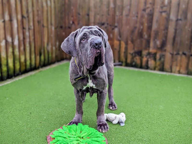 Neapolitan sales mastiff rescue