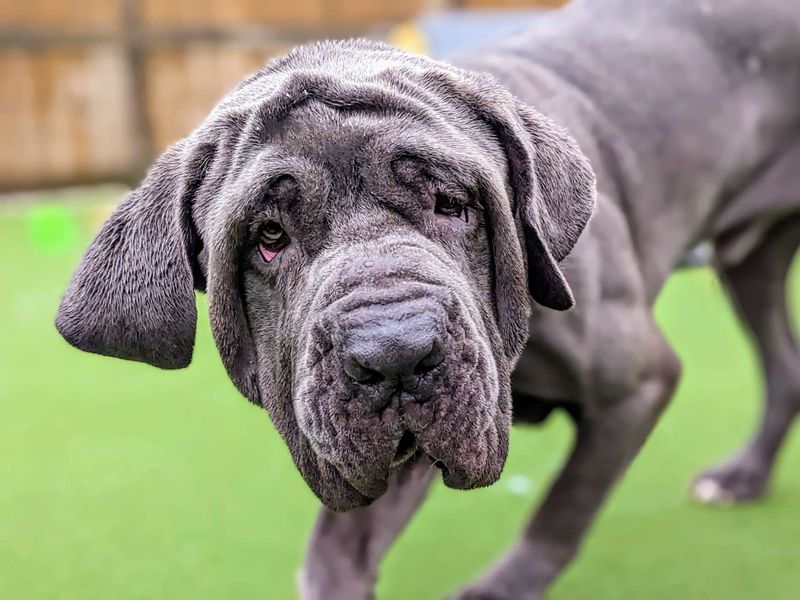 Neapolitan best sale mastiff adoption