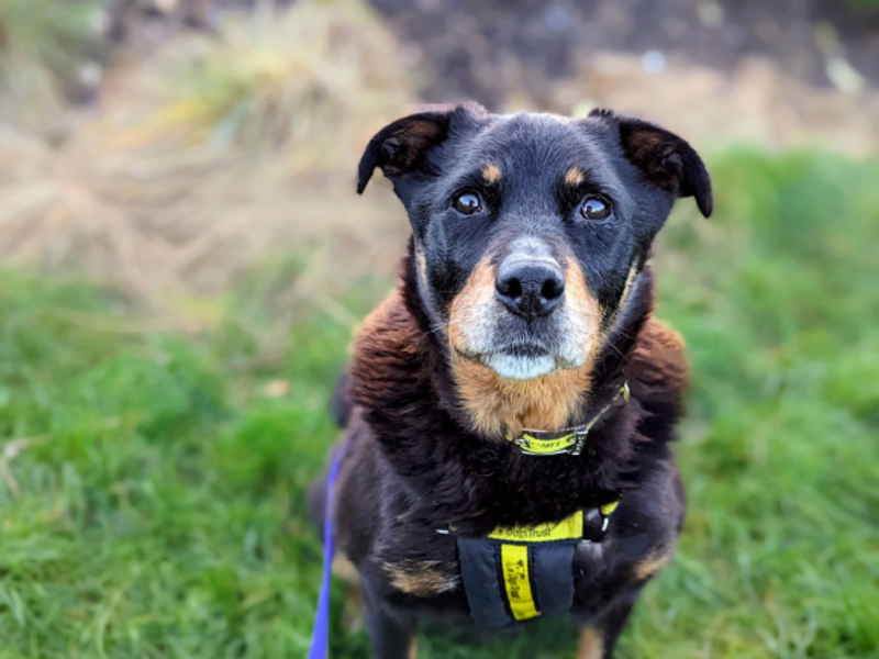 Rottweiler mix puppies for sales adoption