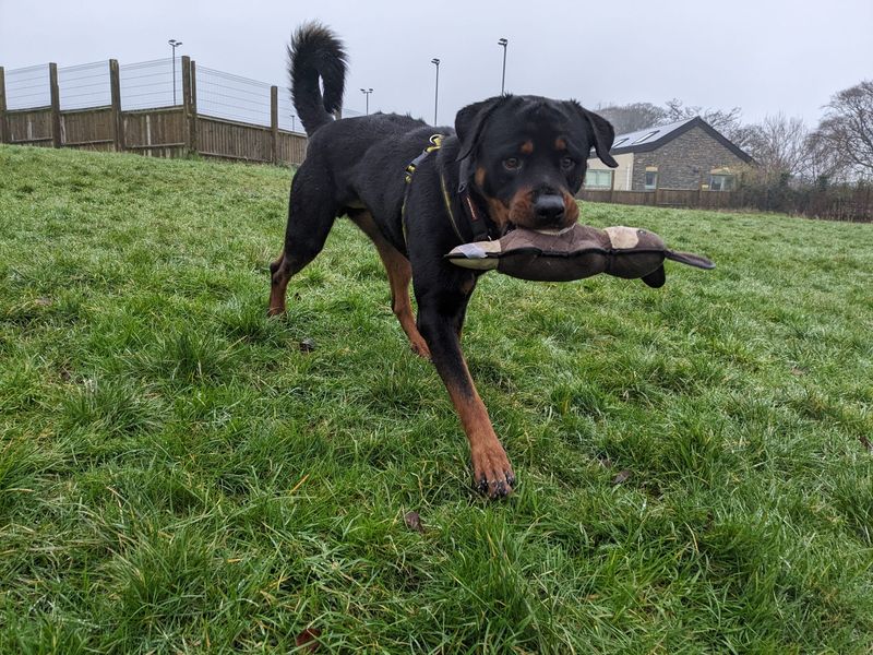 Bear for sale in Mid Glamorgan, Wales