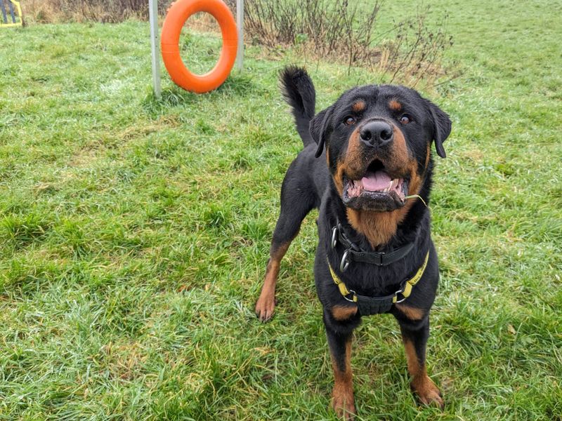 Bear | Rottweiler | Bridgend (Wales) - 1