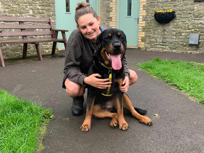 Bear | Rottweiler | Bridgend (Wales) - 1