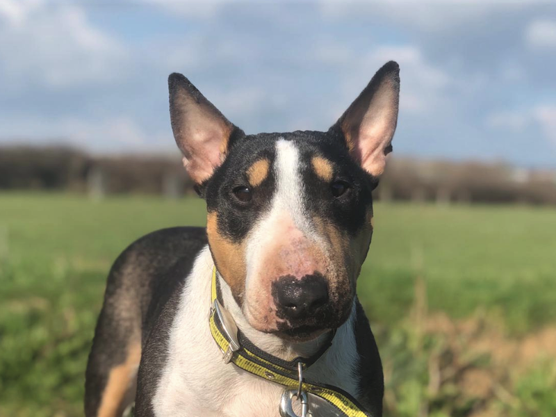 Motsi | Terrier (Miniature Bull) | Shoreham (Sussex) - 1