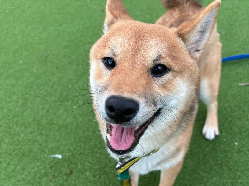 Shiba inu best sale trainers near me