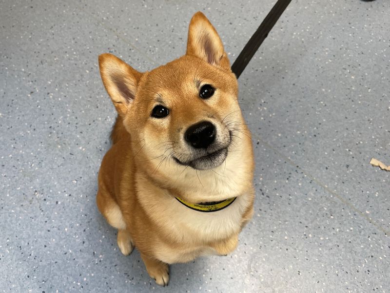 Japanese shiba cheap inu rescue