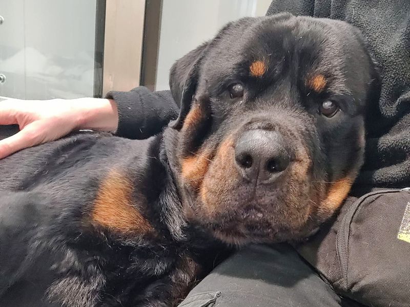 Adopt a Rottweiler Cross Rescue Dog | Zeus | Dogs Trust