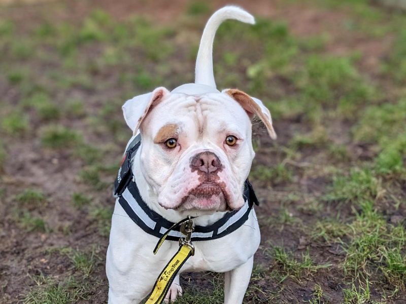 are american bulldogs allowed in the uk