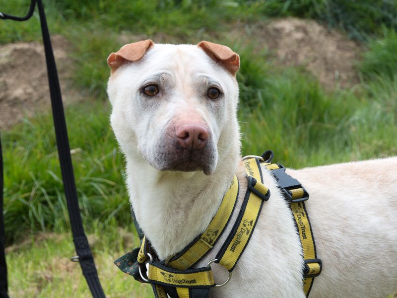 Adopt a Shar Pei Cross Rescue Dog | Lola | Dogs Trust