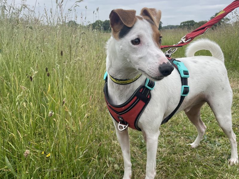 Jack Russells for sale in Wickford, Essex