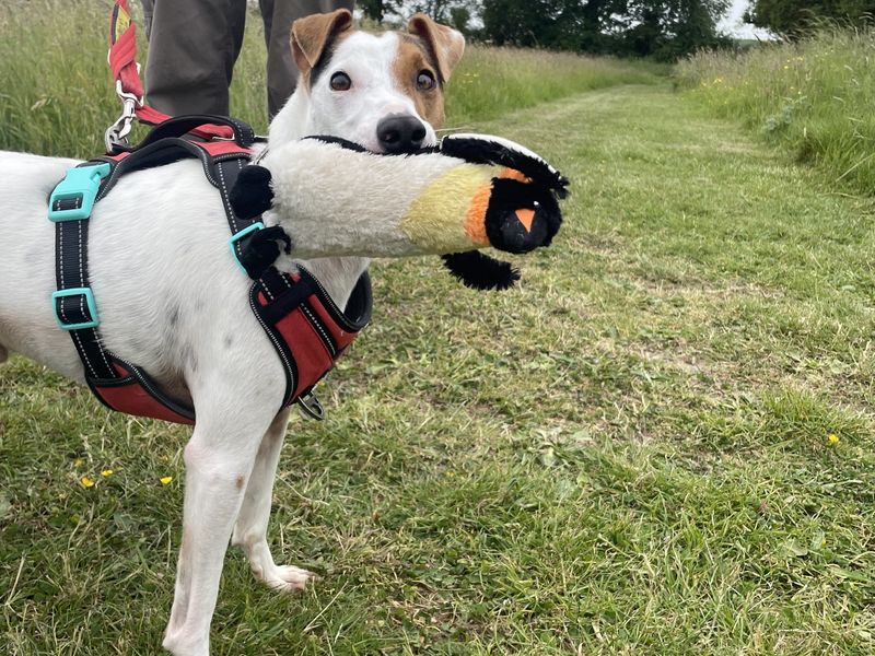 Jack Russell Puppies for sale in Essex