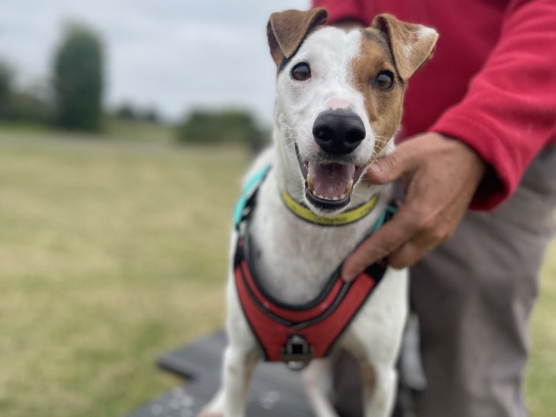 Adopt a Terrier (Jack Russell) Cross Rescue Dog | Maui | Dogs Trust