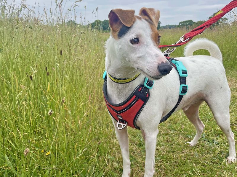 Maui | Terrier (Jack Russell) Cross | Basildon (Essex) - 1