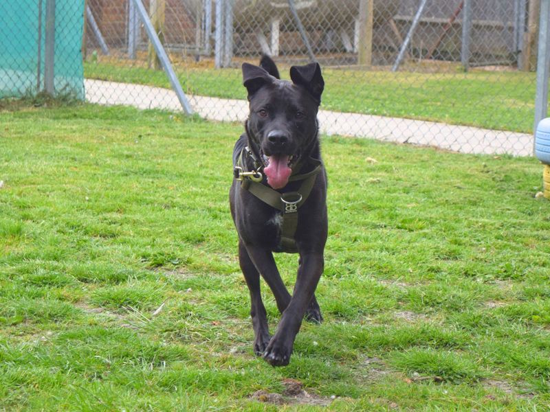 Enzo | American Bulldog Cross | Harefield West London - 1