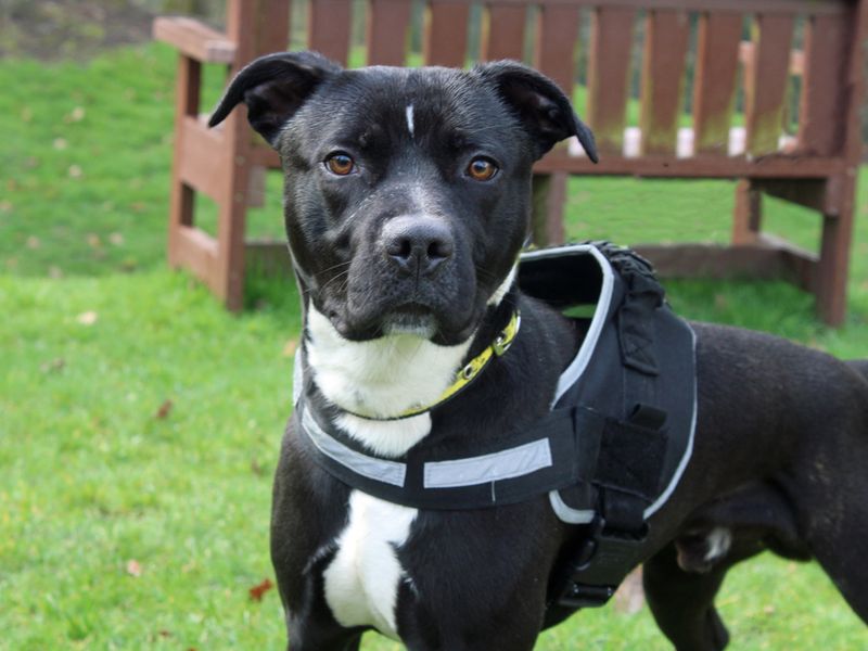 Shadow | Terrier (Staffordshire Bull) Cross | Merseyside (Liverpool) - 1