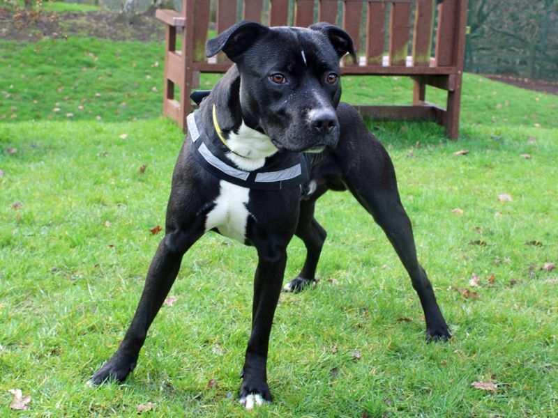 Staffie Puppies for sale