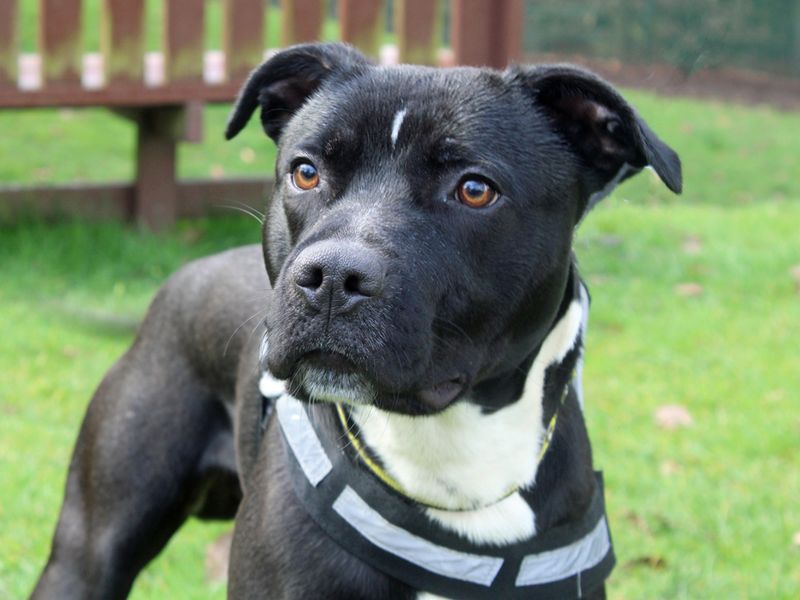 Staffie Puppies for sale in Merseyside