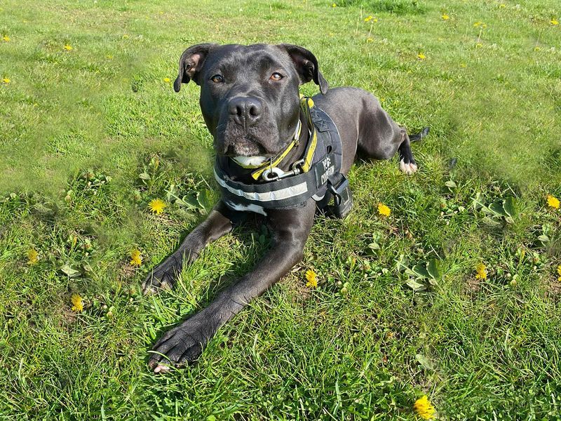 Kenza | Terrier (Staffordshire Bull) Cross | Basildon (Essex) - 1