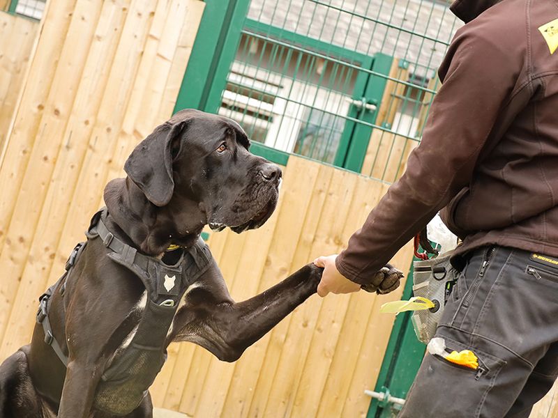 Adoptable great sale danes near me