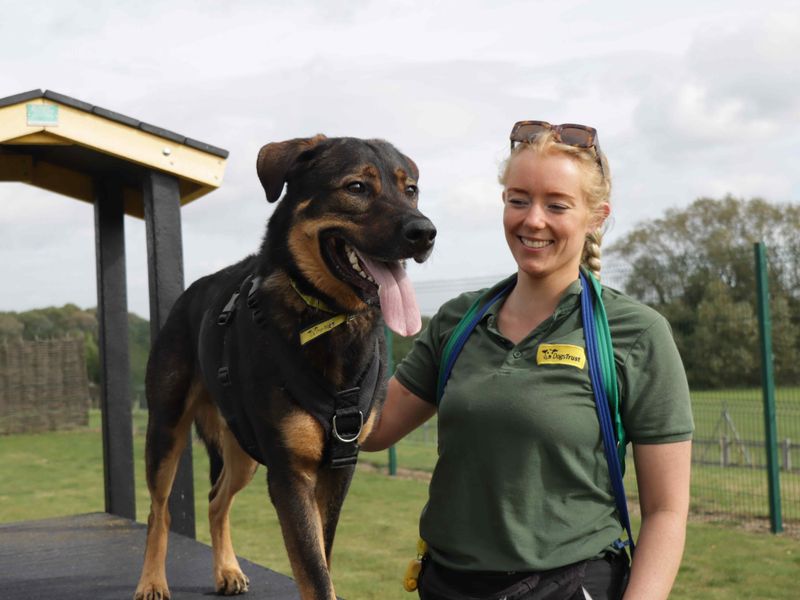 The dogs hot sale trust evesham