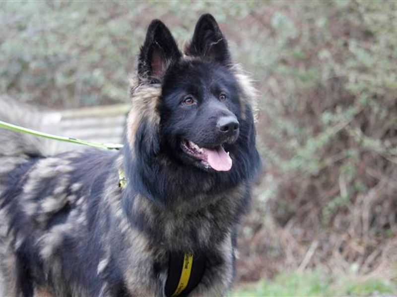 Adopt A German Shepherd Dog Cross Rescue Dog | Arnie | Dogs Trust