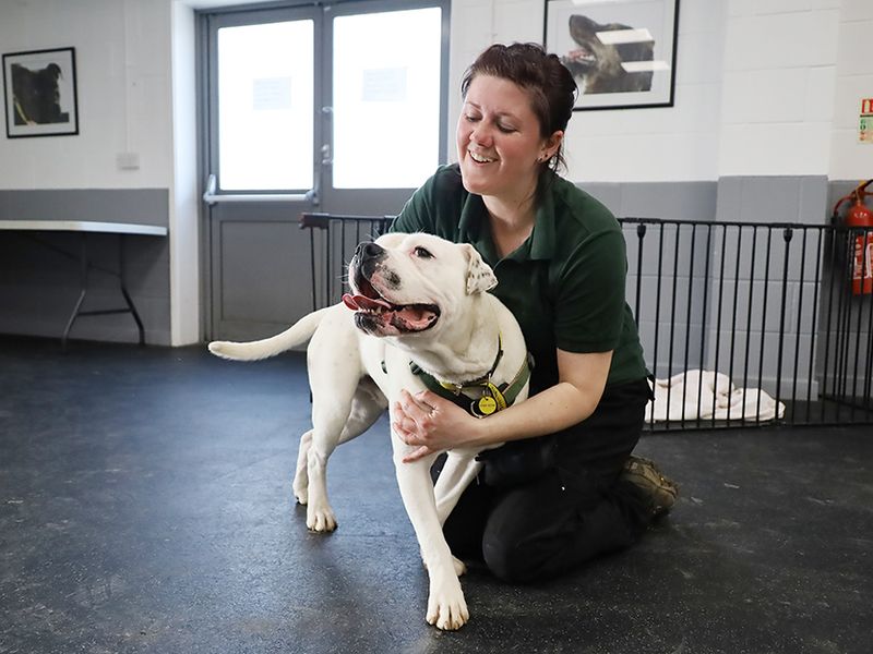 American Bulldogs for sale in Leeds, Yorkshire