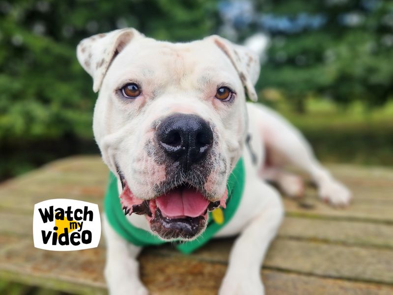 Pablo | American Bulldog | Leeds - 1