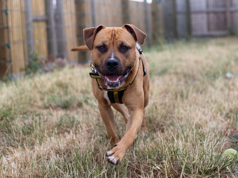 Spud | American Bulldog Cross | Cardiff - 1