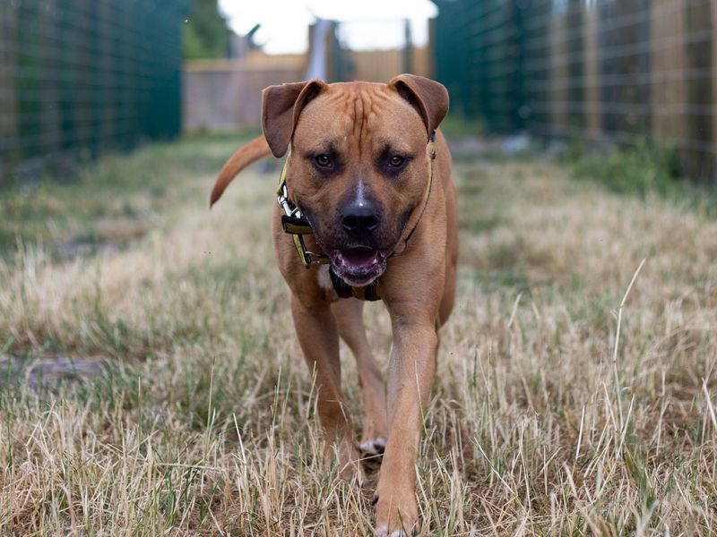 Staffordshire Bull Terriers for sale in Cardiff, Glamorgan