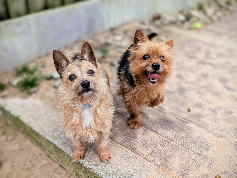 Ralphy & Bobby for sale in Cardiff, Glamorgan - Image 6