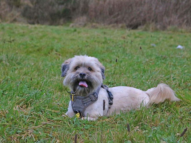 Lhasa apso for hot sale adoption near me