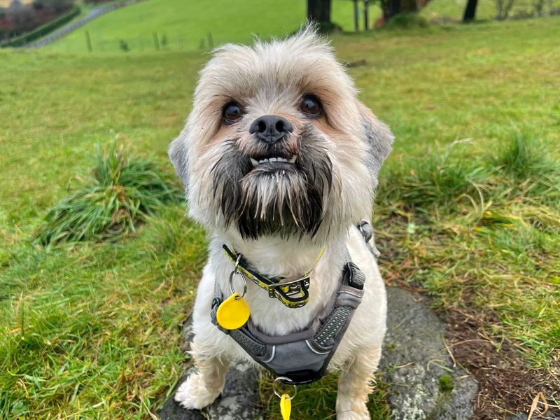 Lhasa apso store dogs for rehoming