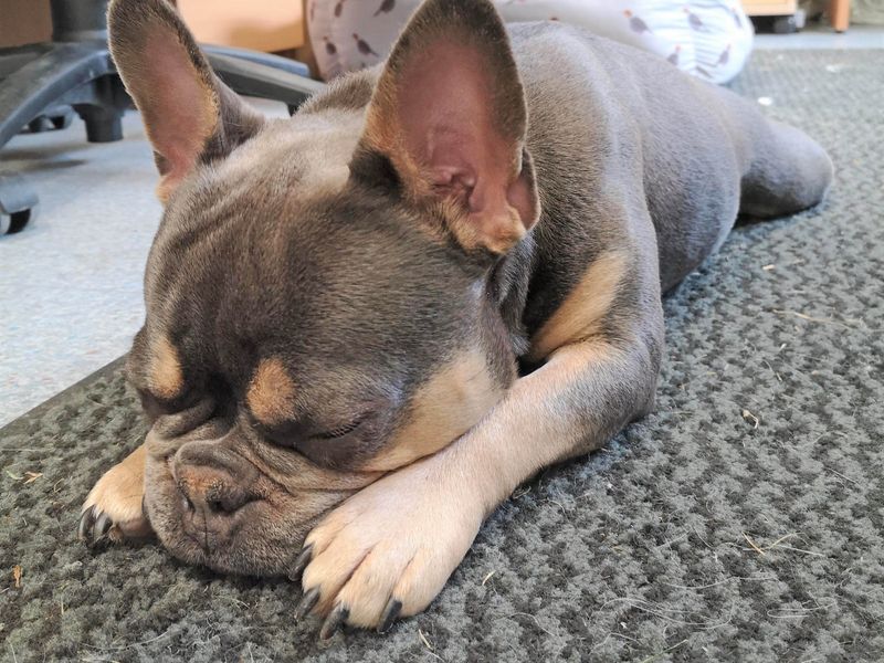 Betsy | French Bulldog | Basildon (Essex) - 1