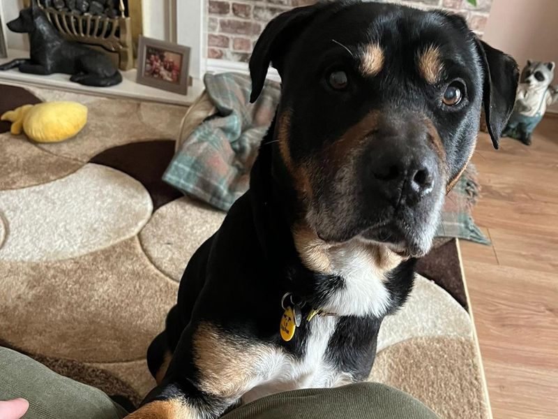 Adopt a Rottweiler Cross Rescue Dog | Isaac | Dogs Trust