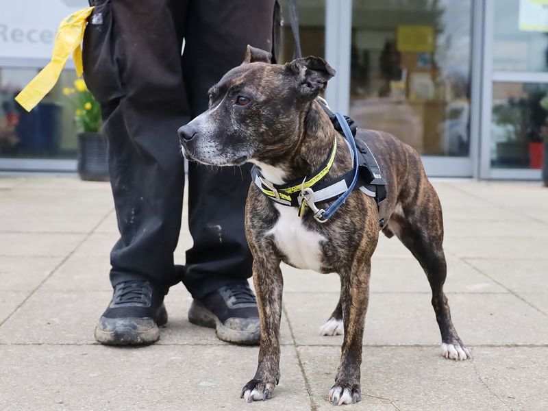 Rolo for sale in Leeds, Yorkshire - Image 1