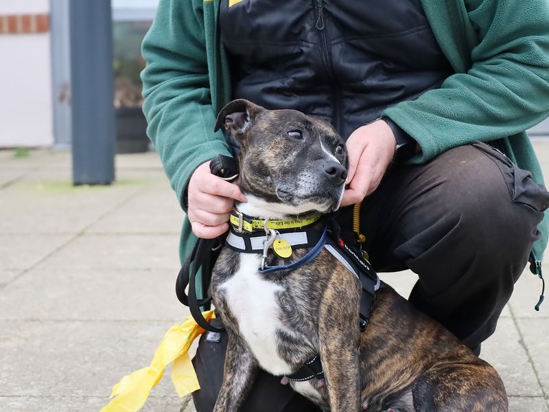 Rolo for sale in Leeds, Yorkshire - Image 2