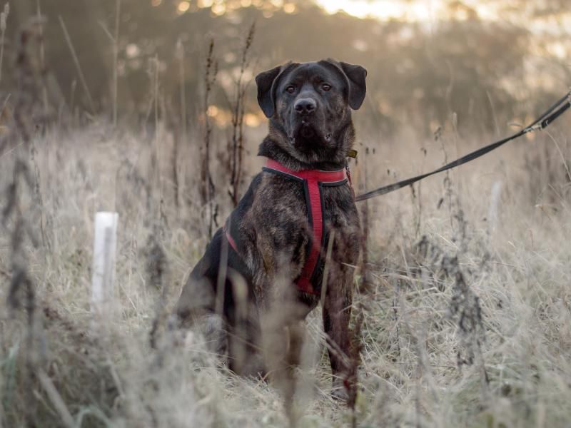 Cane corso hot sale x lurcher