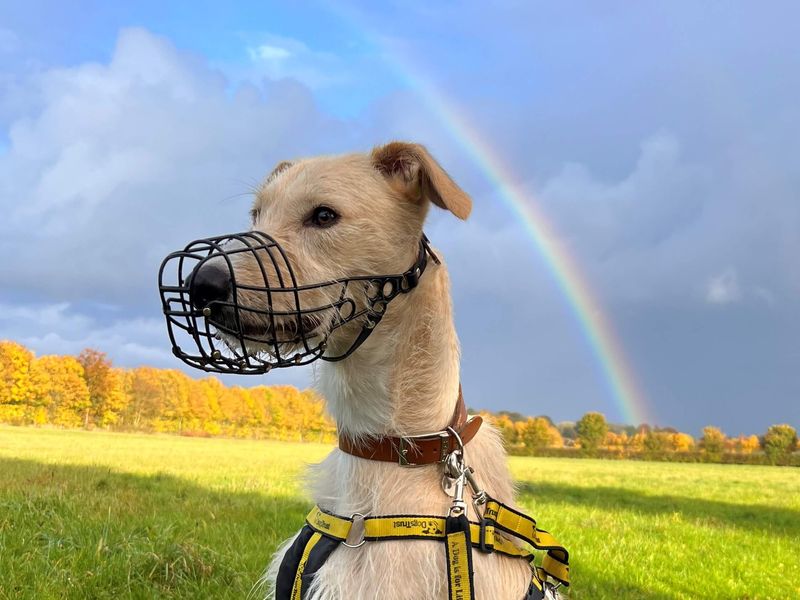 Lurcher link hot sale muzzles