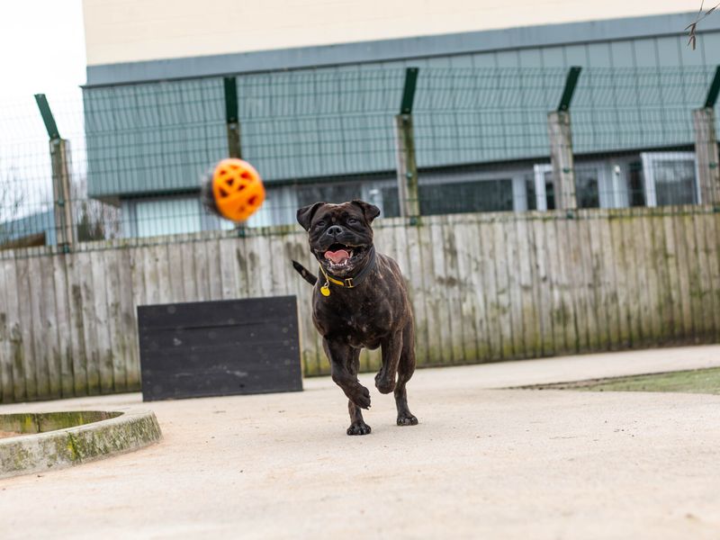 Staffordshire Bull Terriers for sale in Manchester, Greater Manchester