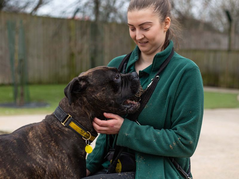 Staffie Puppies for sale