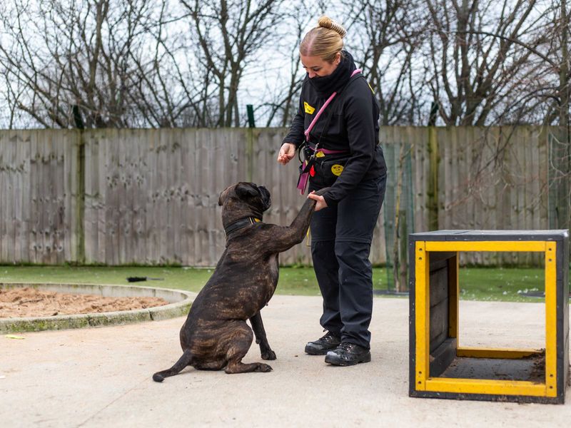 Staffie Puppies for sale in Greater Manchester