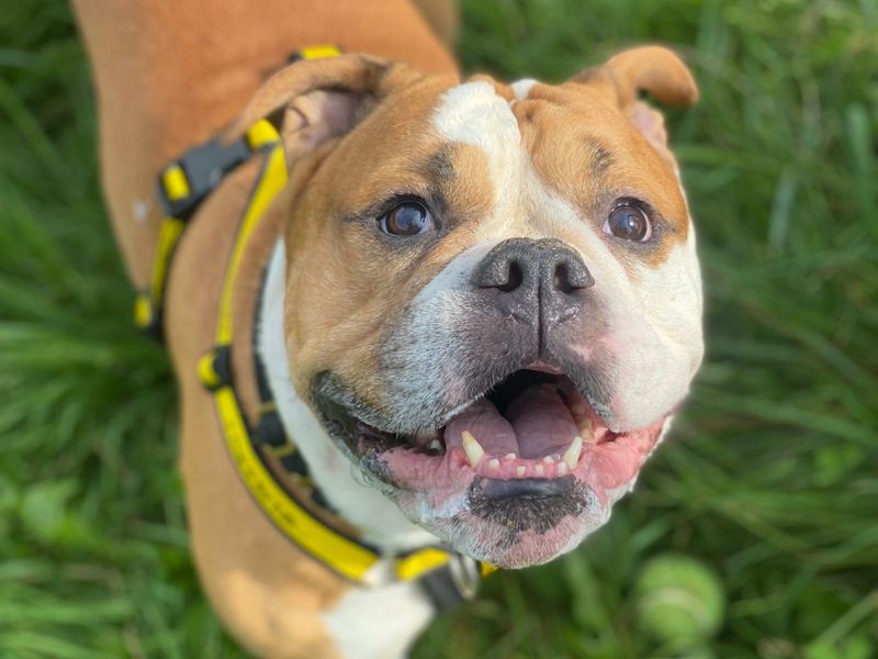 Old english bulldog rescue near sale me