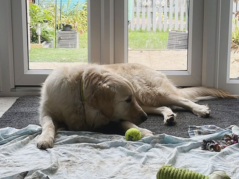 Murray | Retriever (Golden) | Snetterton (Norfolk) - 1