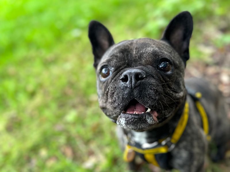 Belle | French Bulldog | Shoreham (Sussex) - 1