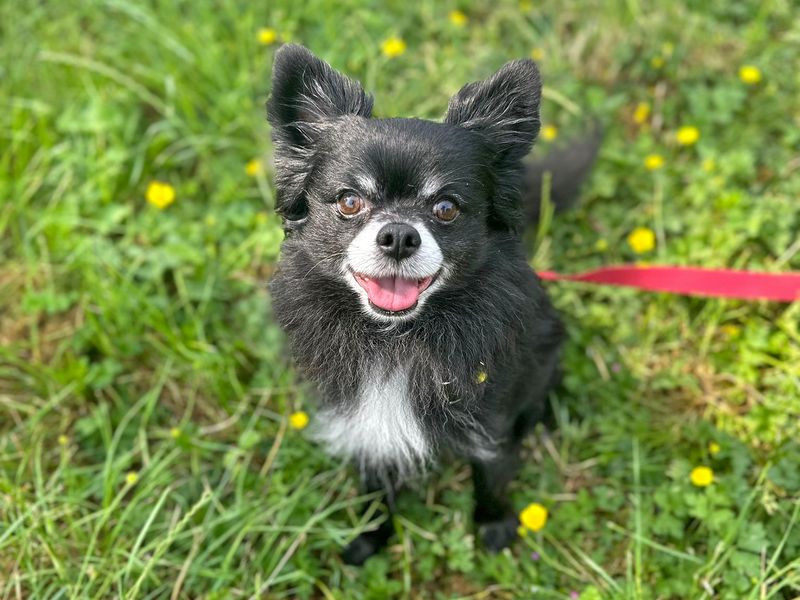 Chihuahua Puppies for sale in West Sussex