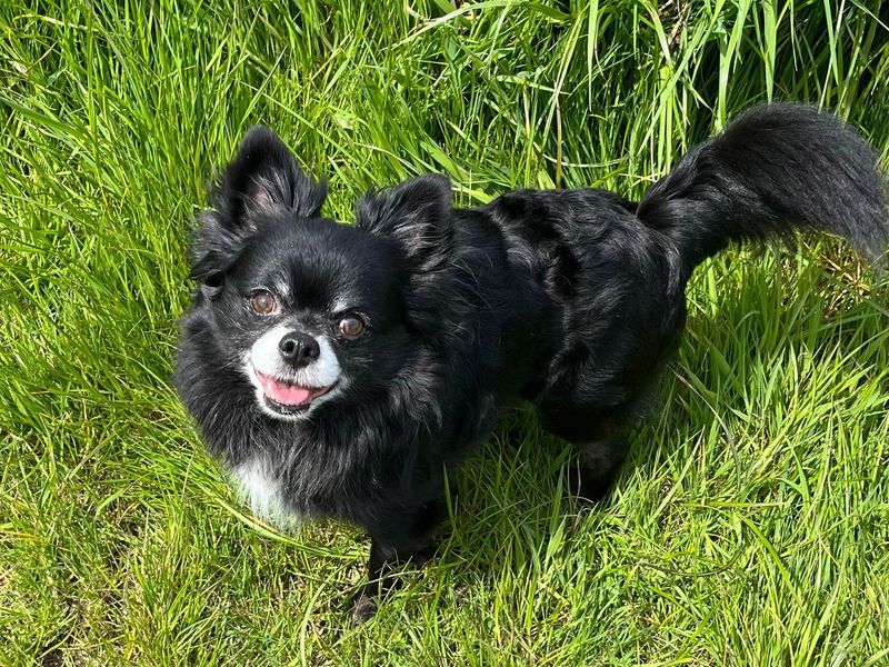 Sooty for sale in Shoreham by Sea, West Sussex