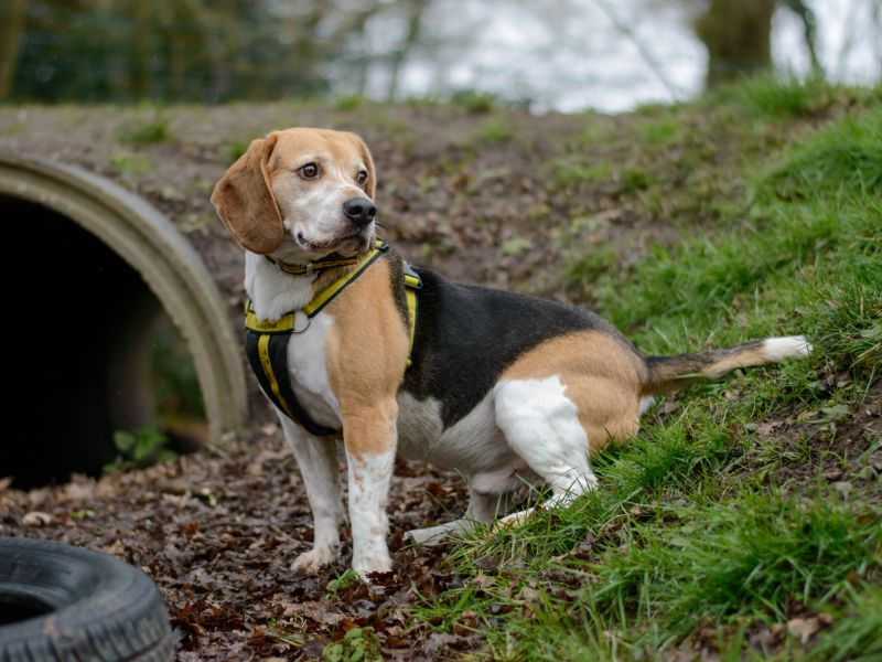 Beagle Puppies for sale