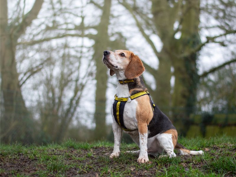 Beagle Puppies for sale in Warks