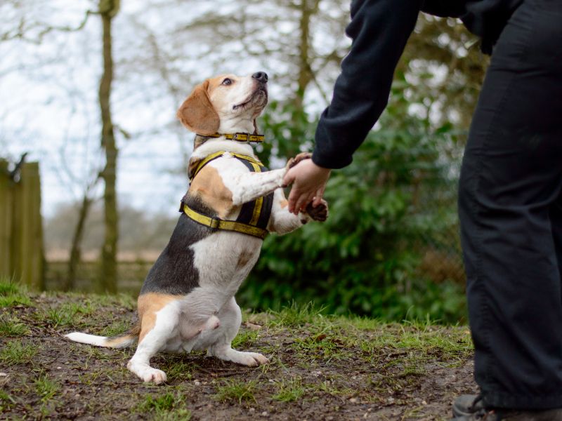 Beagles for sale in Kenilworth, Warks