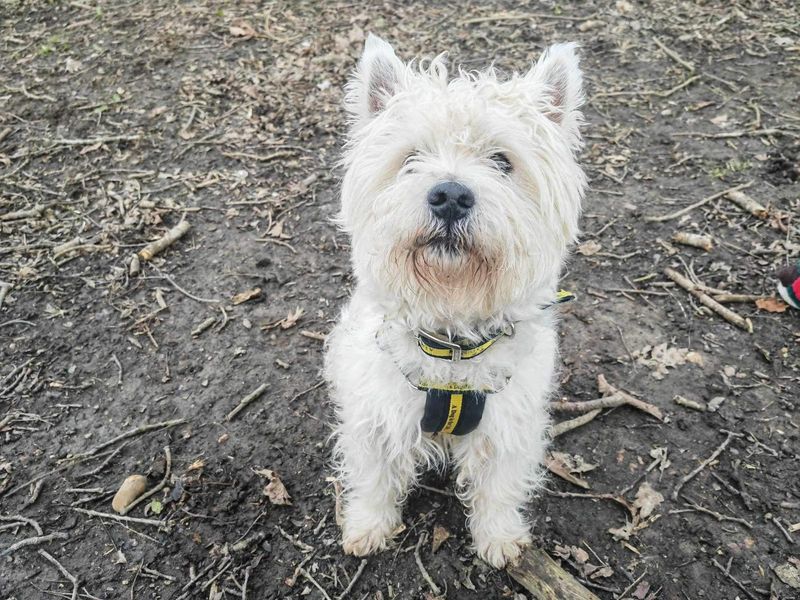 2 year old hot sale west highland terrier