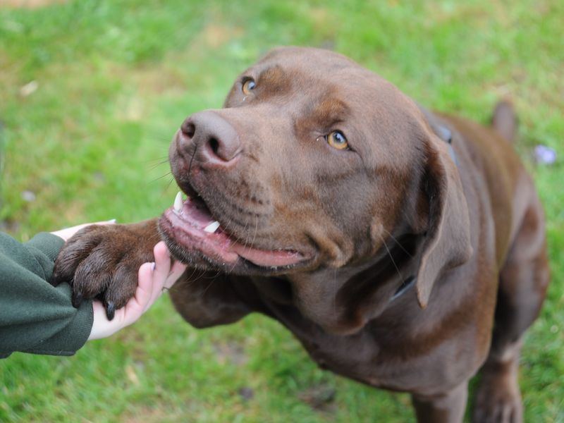 American Bully Puppies for sale in Kent